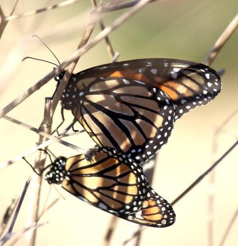 Réf. 243 281 : Danaus plexippus
